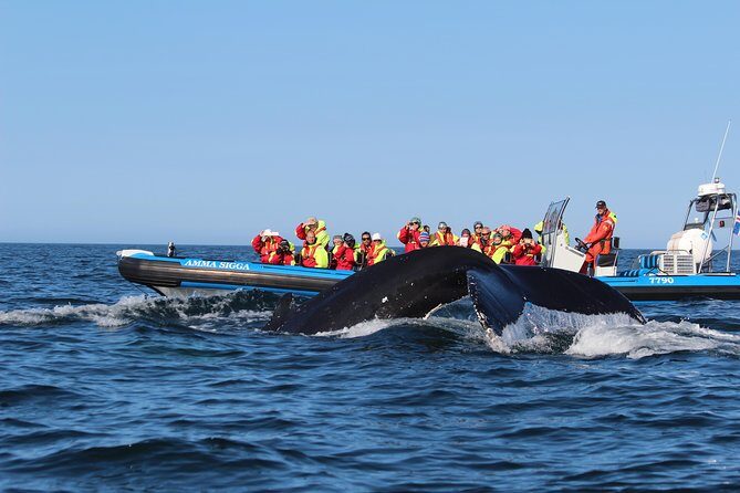 Original Big Whale Safari & Puffins Speedboat Tour from Húsavík - RIB reality check: warm suits, fast turns, and safety first