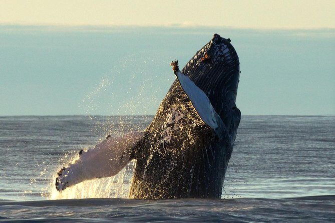 Original Big Whale Safari & Puffins Speedboat Tour from Húsavík - Chances of sightings and what happens if you don’t see whales
