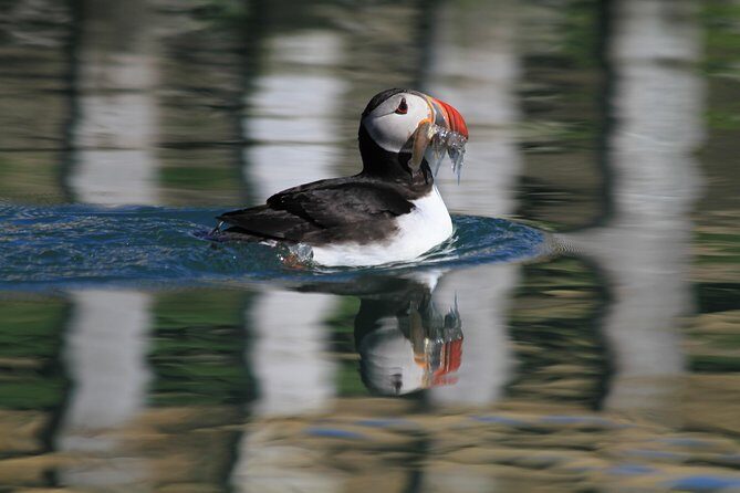 Original Big Whale Safari & Puffins Speedboat Tour from Húsavík - Price and value: does $180.27 feel fair for 2 hours?