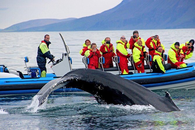 Original Big Whale Safari & Puffins Speedboat Tour from Húsavík - The 2 hours on the water: fast, guided, and built for spotting