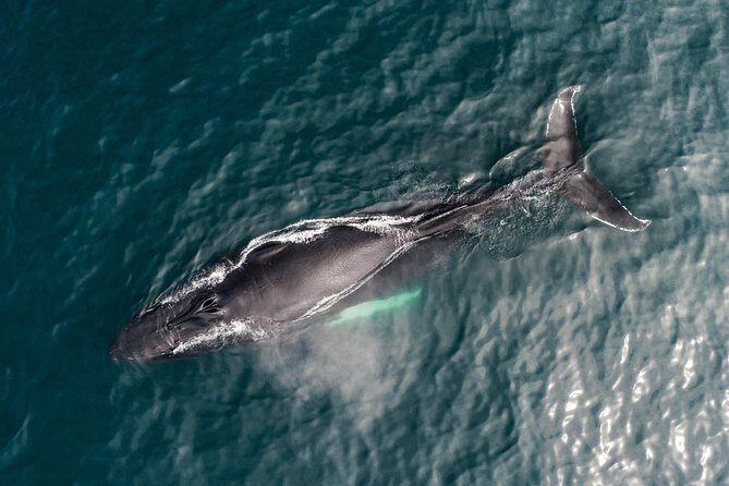 Original Carbon Neutral Whale Watching Tour from Húsavík - When the Guide Helps You See: Listening While the Boat Slows Down