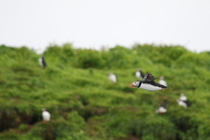 Premium Small-Group Puffin & Bird Watching tour from Reykjavík - Getting from Old Harbour to puffin country fast