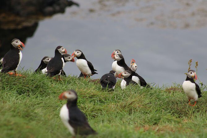 Premium Small-Group Puffin & Bird Watching tour from Reykjavík - Gear matters: what’s included for Iceland wind and splash
