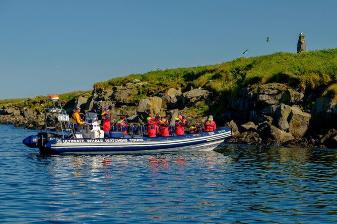 Premium Small-Group Puffin & Bird Watching tour from Reykjavík - The birds you’re watching for in Faxaflói Bay