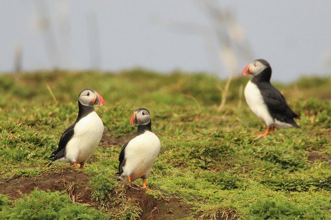Premium Small-Group Puffin & Bird Watching tour from Reykjavík