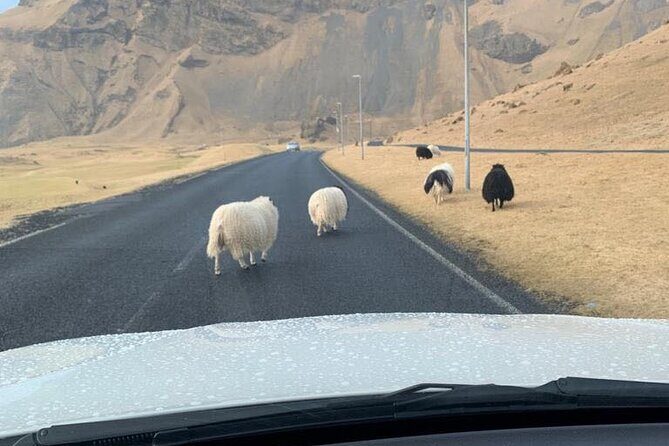 PRIVATE 2-Hours Tour - Westman Islands with a local in a BMW X5 - Stop by stop: what you’ll actually do on the drive
