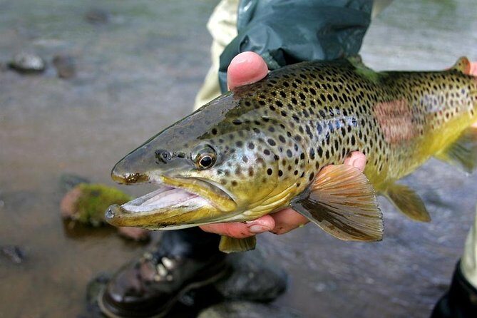 Private Lake and River Fishing Tour from Reykjavik - A Day on the Water That Feels Logistically Easy