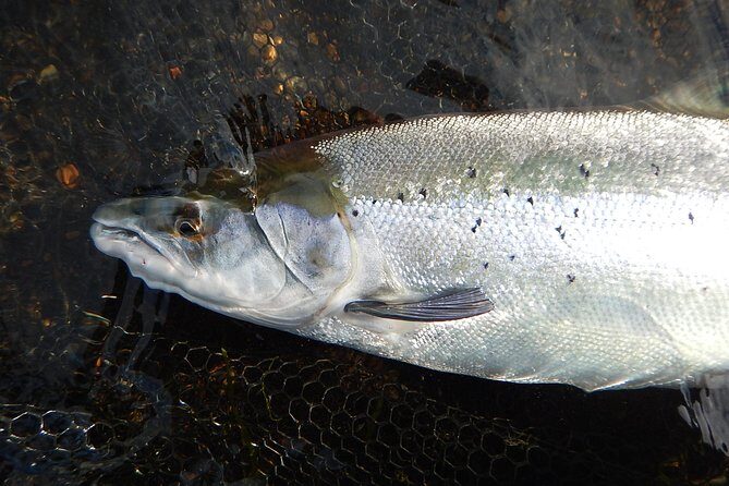 Private Lake and River Fishing Tour from Reykjavik - Golden Circle River Fishing for Arctic Char and Brown Trout
