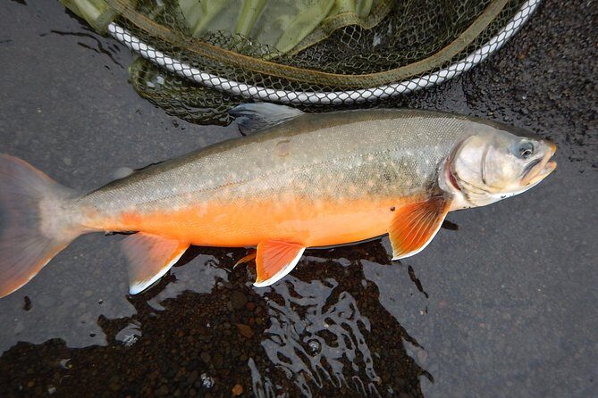 Private Lake and River Fishing Tour from Reykjavik - How the Guide Makes the Difference (Including Baldur)