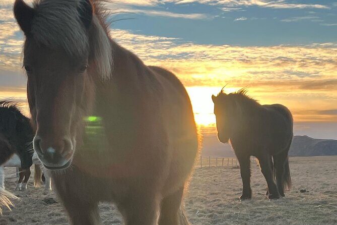 Private Reykjanes Peninsula Guided Tour - From Harpa to the Peninsula: Private Transfers That Actually Save Energy