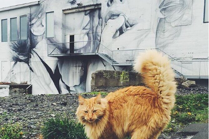 Private Reykjavik Cat Walking Tour - Should you book? My practical take