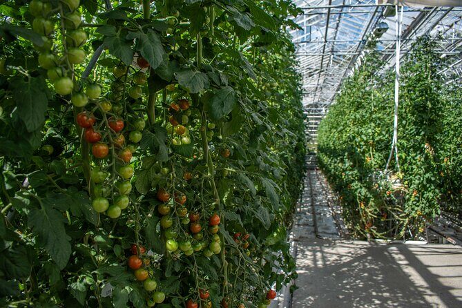 Private Tour Of The Golden Circle With Farm Visits In Iceland - Stop 5: Fridheimar tomato farm, geothermal heat in action