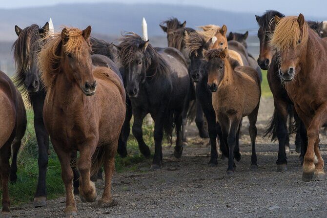Private Tour: South Coast of Iceland by SUV or Van from Reykjavik - Reynisfjara Black Sand and Basalt Cliffs: Iceland’s Dark-Side Coasts