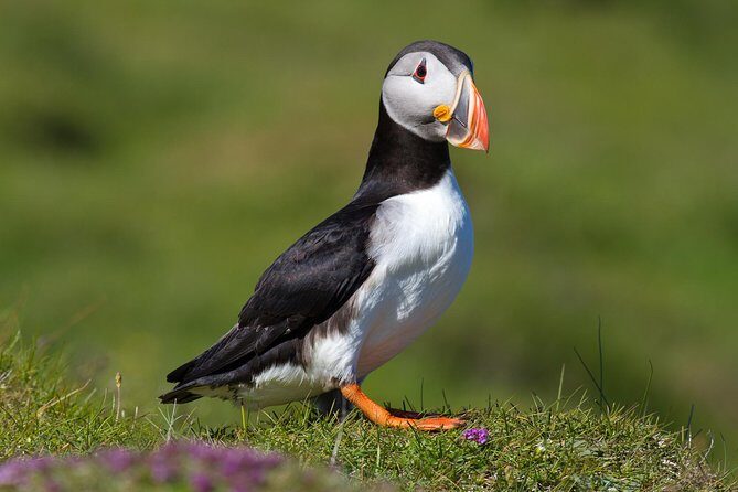 Puffin and Volcano Tour with Ebbi - Key highlights at a glance