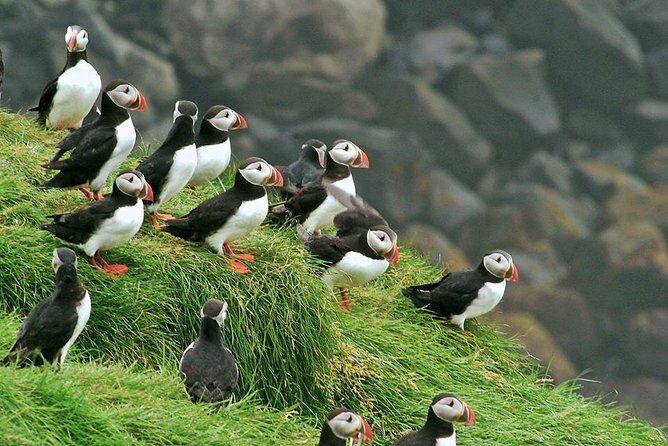 Puffin and Volcano Tour with Ebbi - Viking Town at Herjólfstown: settlement stories you can actually picture