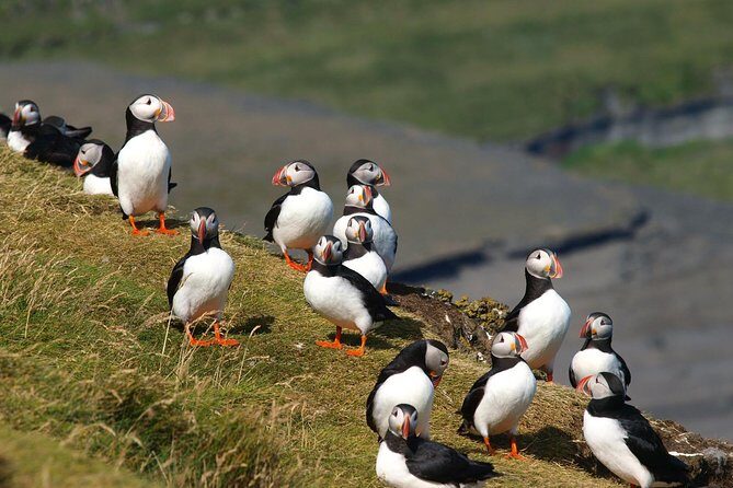 Puffin and Volcano Tour with Ebbi - Stórhöfði: the windiest puffin big stage in Iceland