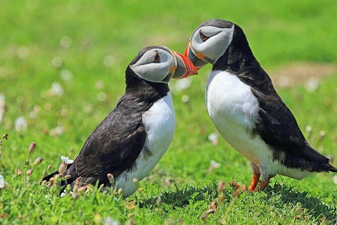 Puffin and Volcano Tour with Ebbi - Eldfell crater: walking into the eruption starting point