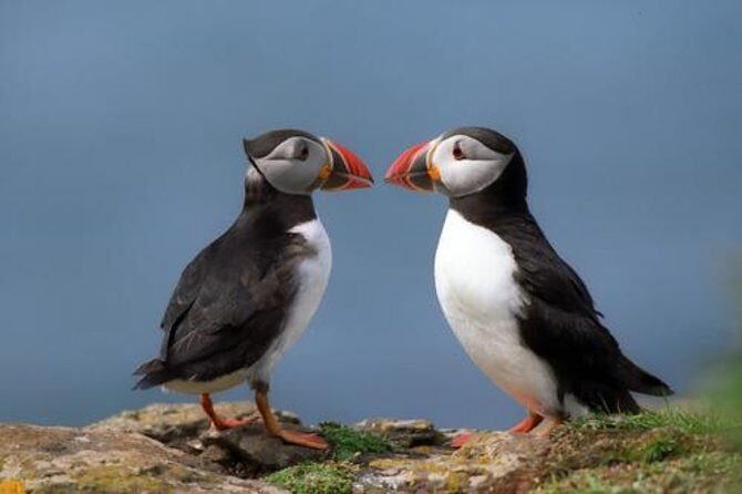 Puffin Cruise with Expert Tour Guide from Reykjavik - Key things I’d plan around