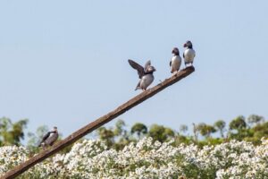 Puffin Cruise with Expert Tour Guide from Reykjavik - Getting to Geirsgata 11 Without Losing Your Morning