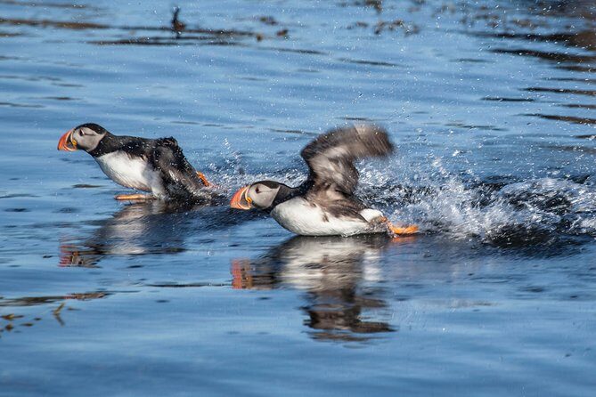 Puffin Cruise with Expert Tour Guide from Reykjavik - What Happens When You Reach Akurey (And Why Engines Off Matters)