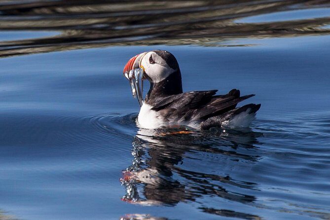 Puffin Cruise with Expert Tour Guide from Reykjavik - Seabird Viewing Skills: Puffins Are Small (Yes, Even When You See Them)