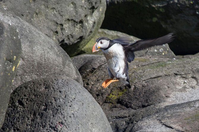 Puffin Cruise with Expert Tour Guide from Reykjavik - Timing in Iceland: Peak Puffin Weeks vs Quieter Mid-August