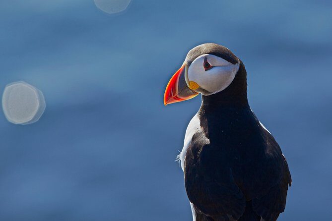 Puffin Cruise with Expert Tour Guide from Reykjavik - Comfort and Photo Reality on a 33-Person Boat