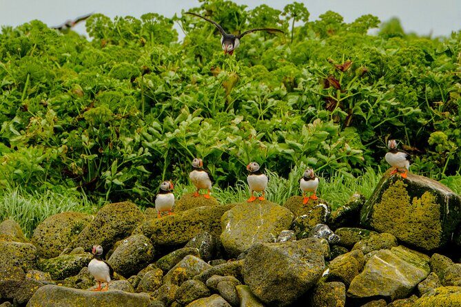 Puffin Watching Speedboat Express - Videy Island Puffin Time: Engine-Off Watching Is the Best Moment