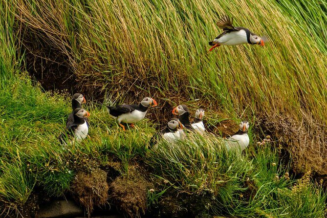 Puffin Watching Speedboat Express - Safety and Comfort: Lifejacket, But Also Real Practical Thinking