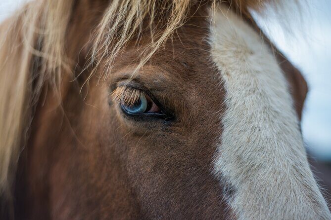 Red Lava Horse Riding Tour From Reykjavik - Getting There: Reykjavik Pickup That Actually Works