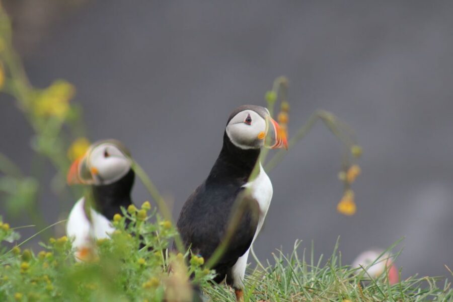 Reykjavik: 1-Hour Puffin Watching Tour - Key Things I’d Focus On
