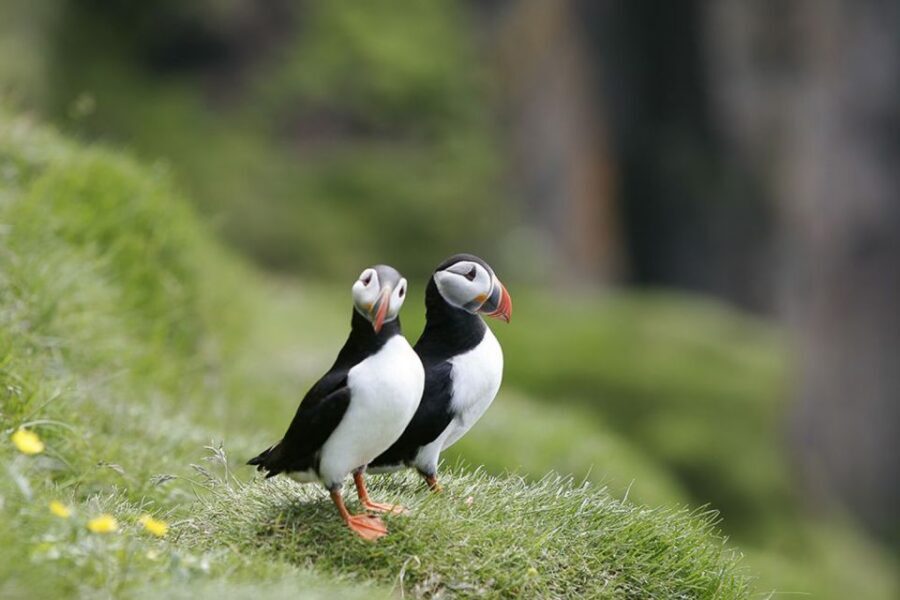Reykjavik: 1-Hour Puffin Watching Tour - From Elding’s Ticket Desk to a Puffin Cruise That Fits Your Day