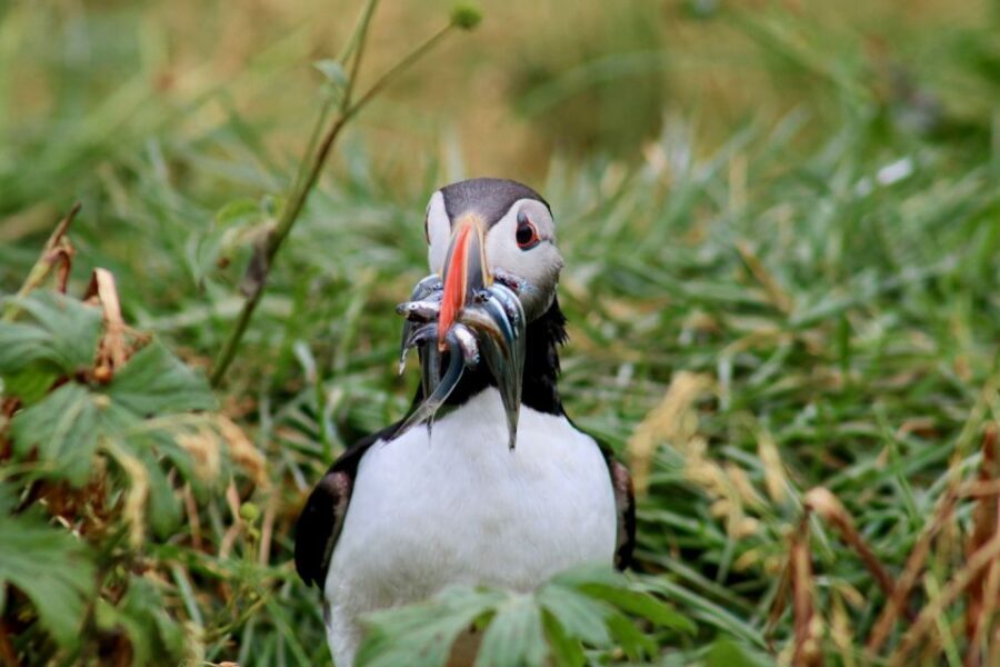 Reykjavik: 1-Hour Puffin Watching Tour - Warm Gear, Free Binoculars, and the Comfort Playbook
