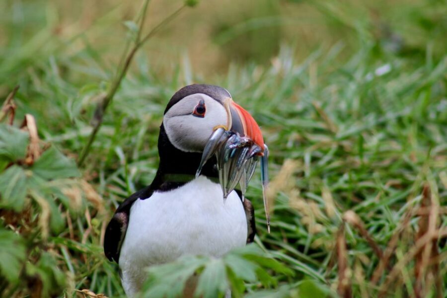 Reykjavik: 1-Hour Puffin Watching Tour - Wildlife Viewing That Respects the Birds (and Why That Matters)