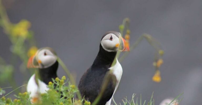 Reykjavik: 1-Hour Puffin Watching Tour