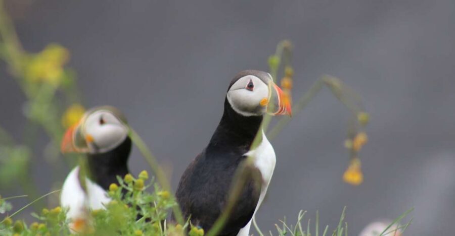 Reykjavik: 1-Hour Puffin Watching Tour - What “1 Hour” Really Feels Like on the Water