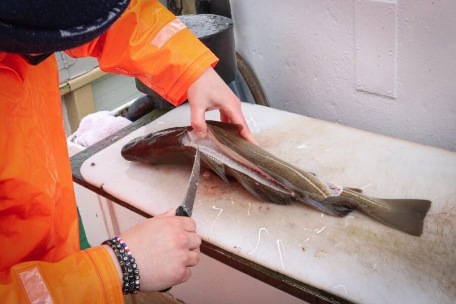 Reykjavik: 3-Hour Sea Angling Gourmet Experience Tour - How the fishing works: guidance, gear, and multiple chances to catch