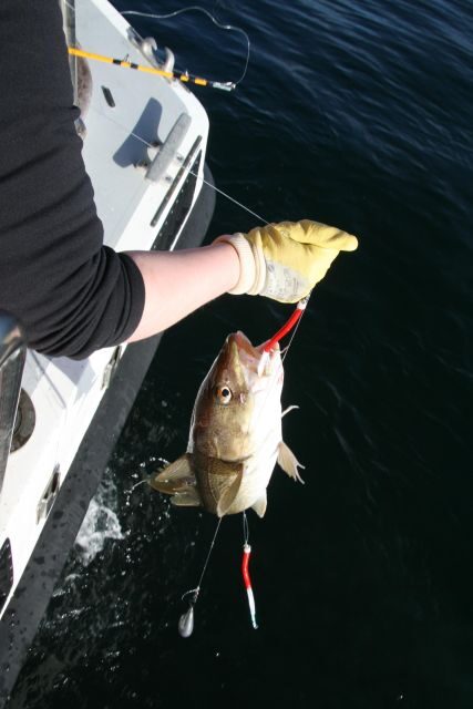 Reykjavik: 3-Hour Sea Angling Gourmet Experience Tour - Weather and sea conditions: the one variable you can’t control