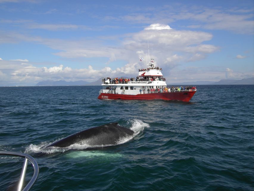 Reykjavik: ATV Ride & Whale Watching Boat Tour - Reykjavik Peak Quad Biking: Thrills, Terrain, and That Short Top-View Moment