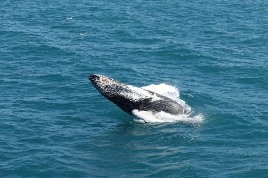 Reykjavik: Best Value Whale Watching Boat Tour - Key things I’d zero in on