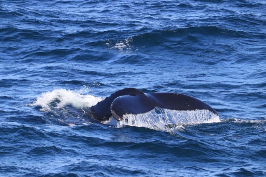Reykjavik: Best Value Whale Watching Boat Tour - Booking Tips That Actually Improve Your Chances