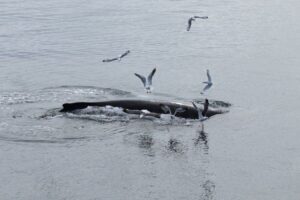 Reykjavik: Best Value Whale Watching Boat Tour - From Geirsgata 11 to Old Harbour: The Start You Shouldn’t Rush