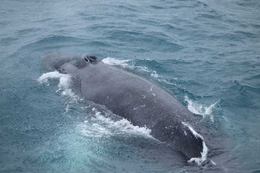 Reykjavik: Best Value Whale Watching Boat Tour - 2.5 Hours at Sea: How the Crew Helps You Spot Whales