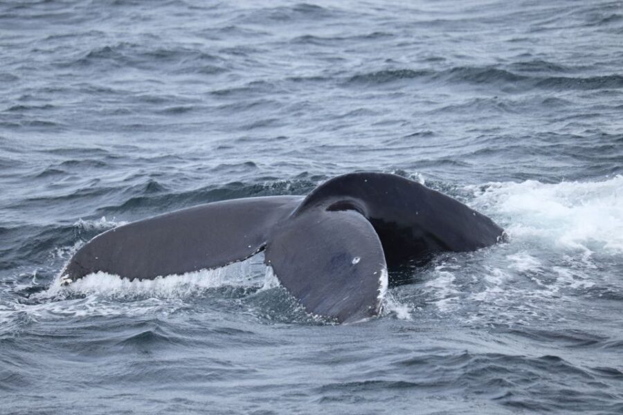 Reykjavik: Best Value Whale Watching Boat Tour - Species Chances: Minke, Humpbacks, Dolphins, and Killer Whales