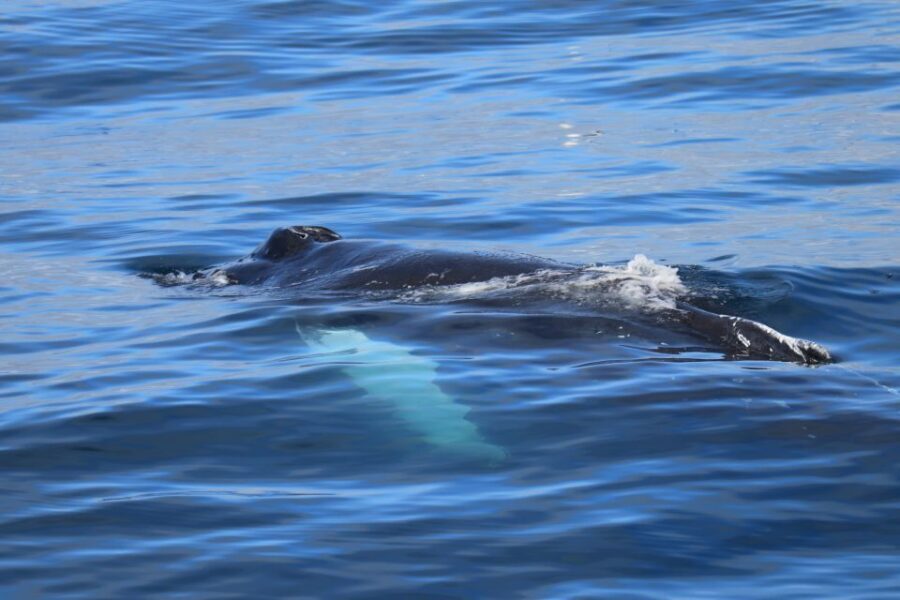 Reykjavik: Best Value Whale Watching Boat Tour - Staying Warm in Iceland: Overalls, Heated Cabins, and Chilly Reality