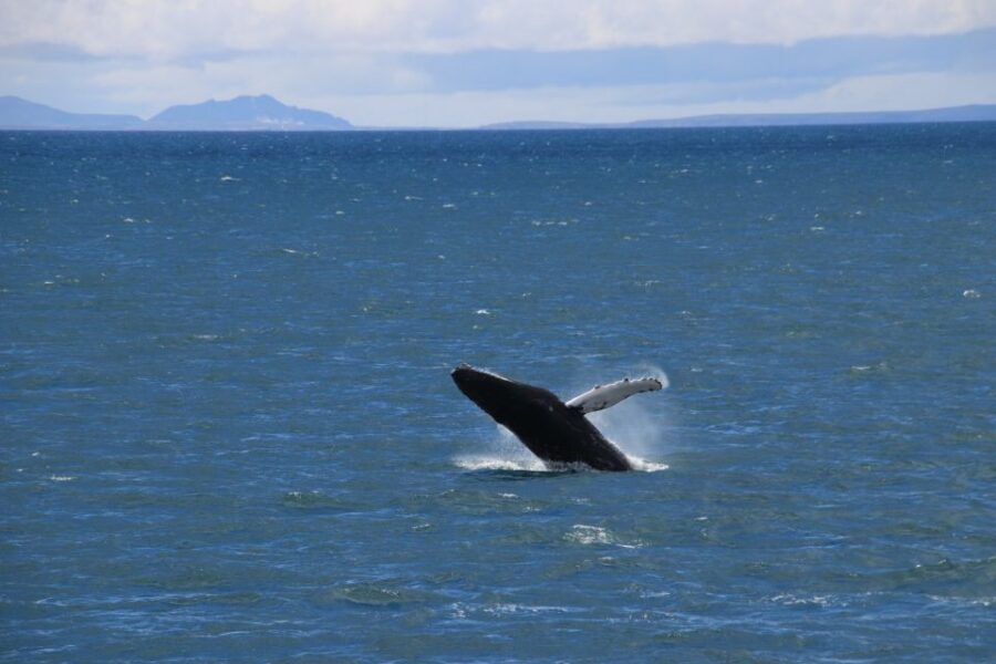 Reykjavik: Best Value Whale Watching Boat Tour - The Scenery Bonus: Reykjavik Mountains, Islands, and Birdlife