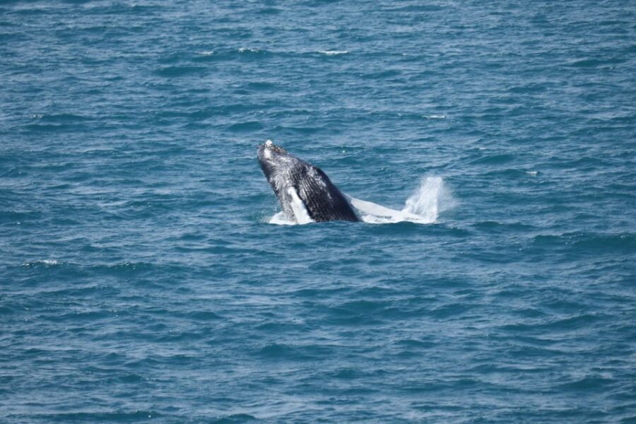 Reykjavik: Best Value Whale Watching Boat Tour - Price and Value at About $103: What You Really Get