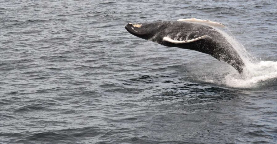 Reykjavik: Best Value Whale Watching Boat Tour - Who This Tour Fits Best (and Who Might Want a Different Plan)