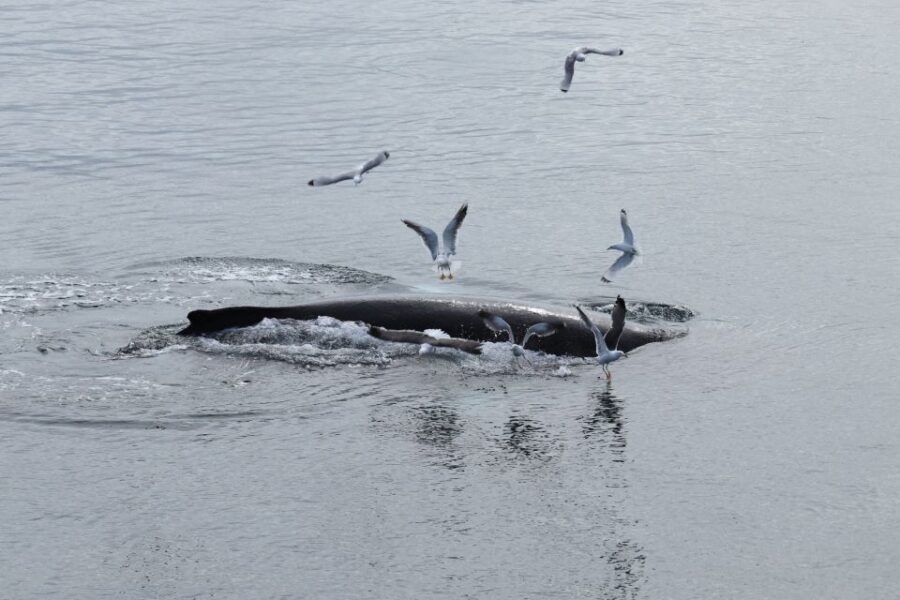 Reykjavik: Best Value Whale Watching Boat Tour - From Geirsgata 11 to Old Harbour: The Start You Shouldn’t Rush