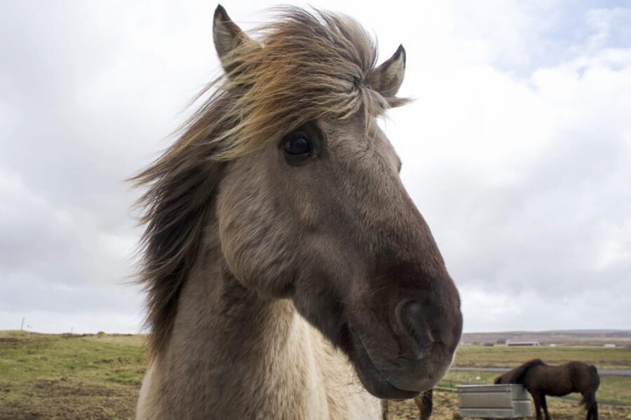 Reykjavik Combo: Horse Riding & Snorkeling in Silfra Fissure - The cold-water reality: what your body needs